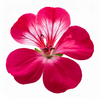 Geranium EO - Egypt